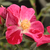 Rouge - Rosiers polyantha - Ruby™